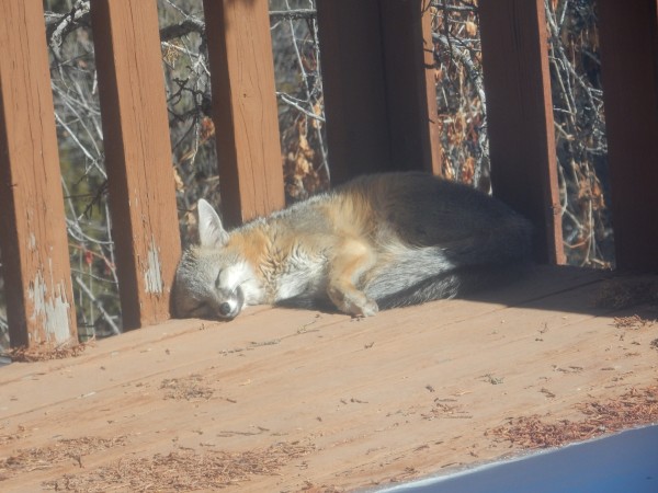 Bobcat prints?