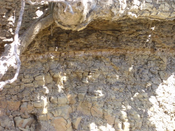 K-T boundary