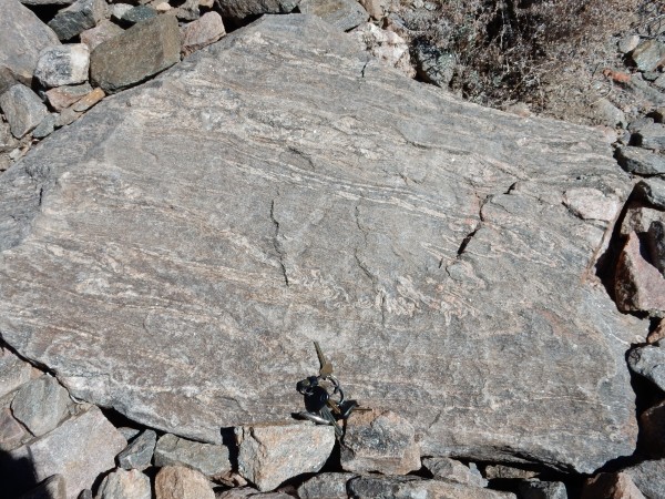 Migmatite